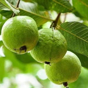 Pink Guava Live Plant - Psidium Guajava Tropical Fruit Tree Starter - 4-8in Tall - Image 3