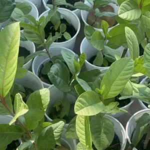 Pink Guava Live Plant - Psidium Guajava Tropical Fruit Tree Starter - 4-8in Tall - Image 5