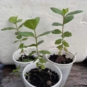 Pink Guava Live Plant - Psidium Guajava Tropical Fruit Tree Starter - 4-8in Tall - Image 6