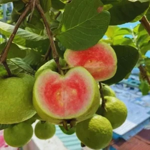 Pink Guava Live Plant - Psidium Guajava Tropical Fruit Tree Starter - 4-8in Tall - Image 1