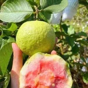 Pink Guava Live Plant - Sweet Tropical Fruit Tree - Psidium guajava - 9-12" Tall - Image 2