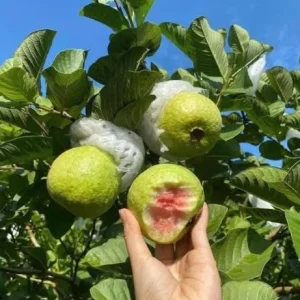 Pink Guava Live Plant - Sweet Tropical Fruit Tree - Psidium guajava - 9-12