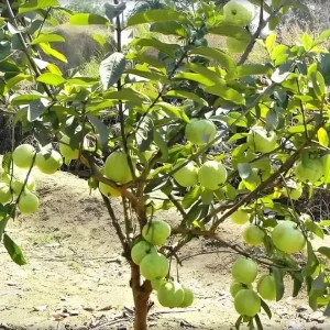 Pink Guava Live Plant - Sweet Tropical Fruit Tree - Psidium guajava - 9-12