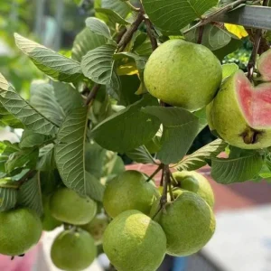 Pink Guava Live Plant - Sweet Tropical Fruit Tree - Psidium guajava - 9-12" Tall - Image 1