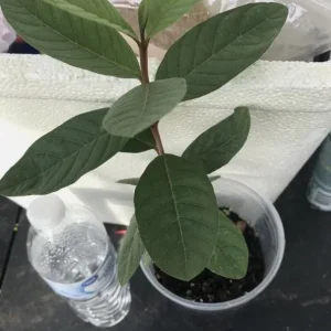 Pink Guava Live Plant - Sweet Tropical Fruit Tree - Psidium guajava - 9-12