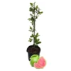 Pink Guava Live Tree - Tropical Fruit Plant - 3 Gallon Pot - 2-3 ft Tall - Image 1