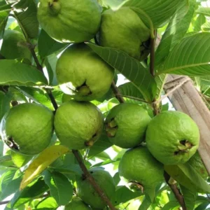 Pink Guava Live Tree - Tropical Fruit Plant - 3 Gallon Pot - 2-3 ft Tall - Image 3