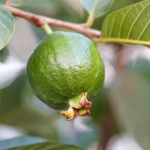 Pink Guava Live Tree - Tropical Fruit Plant - 3 Gallon Pot - 2-3 ft Tall - Image 4