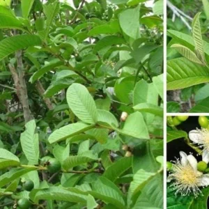 Pink Guava Live Tree - Tropical Fruit Plant - 3 Gallon Pot - 2-3 ft Tall - Image 5