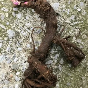 Pink Hawaiian Coral Peony Bareroot - Fragrant Flower Plant, 2-3 Eye, Zones 3-8 - Image 2