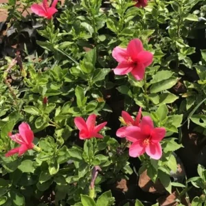 Pink Hibiscus Live Plant – Half Gallon Pot – Tropical Flowering Shrub - Image 2