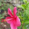Pink Hibiscus Live Plant – Half Gallon Pot – Tropical Flowering Shrub - Image 1