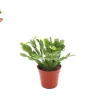 Pink Holiday Cactus Live Plant - 4 inch Pot - Christmas Thanksgiving Hybrid - Image 1
