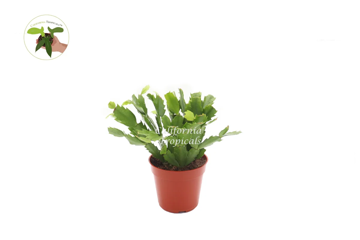 Pink Holiday Cactus Live Plant - 4 inch Pot - Christmas Thanksgiving Hybrid - Image 1