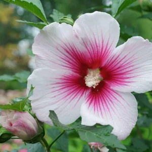 Pink Ink Rose of Sharon Hibiscus Live Plant – 4 inch Pot – Outdoor Shrub - Image 3