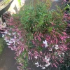 Pink Jasmine Live Plant - 3 to 4 Feet Tall, 3 Gallon Pot - Fragrant Outdoor Vine - Image 1