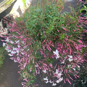 Pink Jasmine Live Plant - 3 to 4 Feet Tall, 3 Gallon Pot - Fragrant Outdoor Vine - Image 1