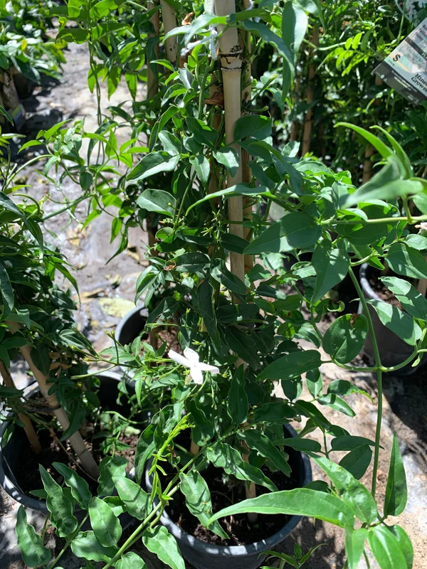 Pink Jasmine Live Plant (Jasminum Polyanthum) - 1 ft Tall in 1 Gallon Pot - Outdoor Vine - Image 2
