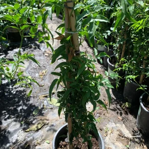 Pink Jasmine Live Plant (Jasminum Polyanthum) - 1 ft Tall in 1 Gallon Pot - Outdoor Vine - Image 1