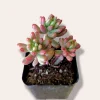 Pink Jelly Bean Succulent Plant - Sedum rubrotinctum 'Aurora' Live Plant - Image 1
