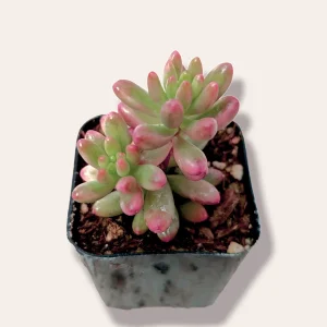 Pink Jelly Bean Succulent Plant - Sedum rubrotinctum 'Aurora' Live Plant - Image 2