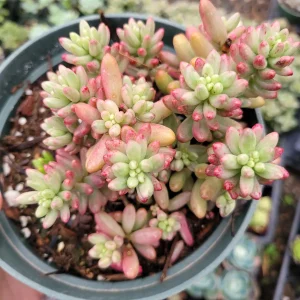 Pink Jelly Bean Succulent Plant - Sedum rubrotinctum 'Aurora' Live Plant - Image 5