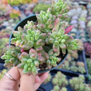 Pink Jelly Bean Succulent Plant - Sedum rubrotinctum 'Aurora' Live Plant - Image 8