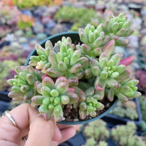 Pink Jelly Bean Succulent Plant - Sedum rubrotinctum 'Aurora' Live Plant - Image 9