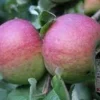Pink Lady Apple Tree Bareroot Live Plant 2-3 ft Tall - Outdoor Fruit Tree - Image 1