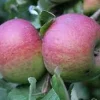 Pink Lady Apple Tree Live Plant Bare Root 2-3 ft Tall Outdoor Fruit Tree - Image 1