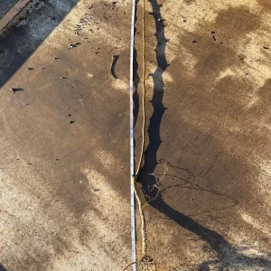 Pink Lady Apple Tree Live Plant Bare Root 2-3 ft Tall Outdoor Fruit Tree - Image 4