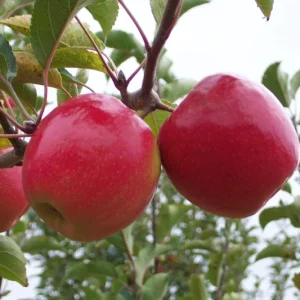 Pink Lady Apple Tree Live Plant - Low Chill - 3-4 Ft Tall - 3 Gal Pot - Image 1