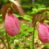 Pink Lady's Slipper Orchid Live Plant - Cypripedium Acaule Bare Root - 2 Buds - Image 1