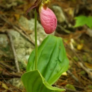 Pink Lady's Slipper Orchid Live Plant - Cypripedium Acaule Bare Root - 2 Buds - Image 3