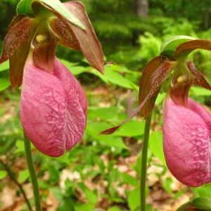Pink Lady's Slipper Orchid Live Plant - Cypripedium Acaule Bare Root - 2 Buds - Image 1