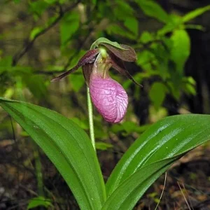 Pink Lady's Slipper Orchid Live Plant - Cypripedium Acaule - 3 Blooms - Image 4