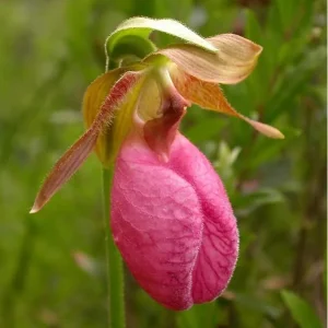 Pink Lady's Slipper Orchid Plant - Cypripedium Acaule Bare Root #1 Blooming Size - Image 2