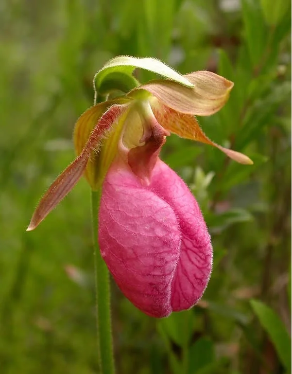 Pink Lady's Slipper Orchid Plant - Cypripedium Acaule Bare Root #1 Blooming Size - Image 2