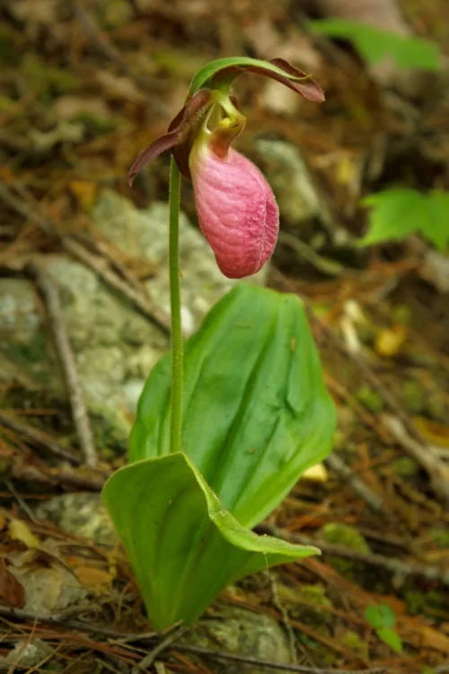 Pink Lady's Slipper Orchid Plant - Cypripedium Acaule Bare Root #1 Blooming Size - Image 3