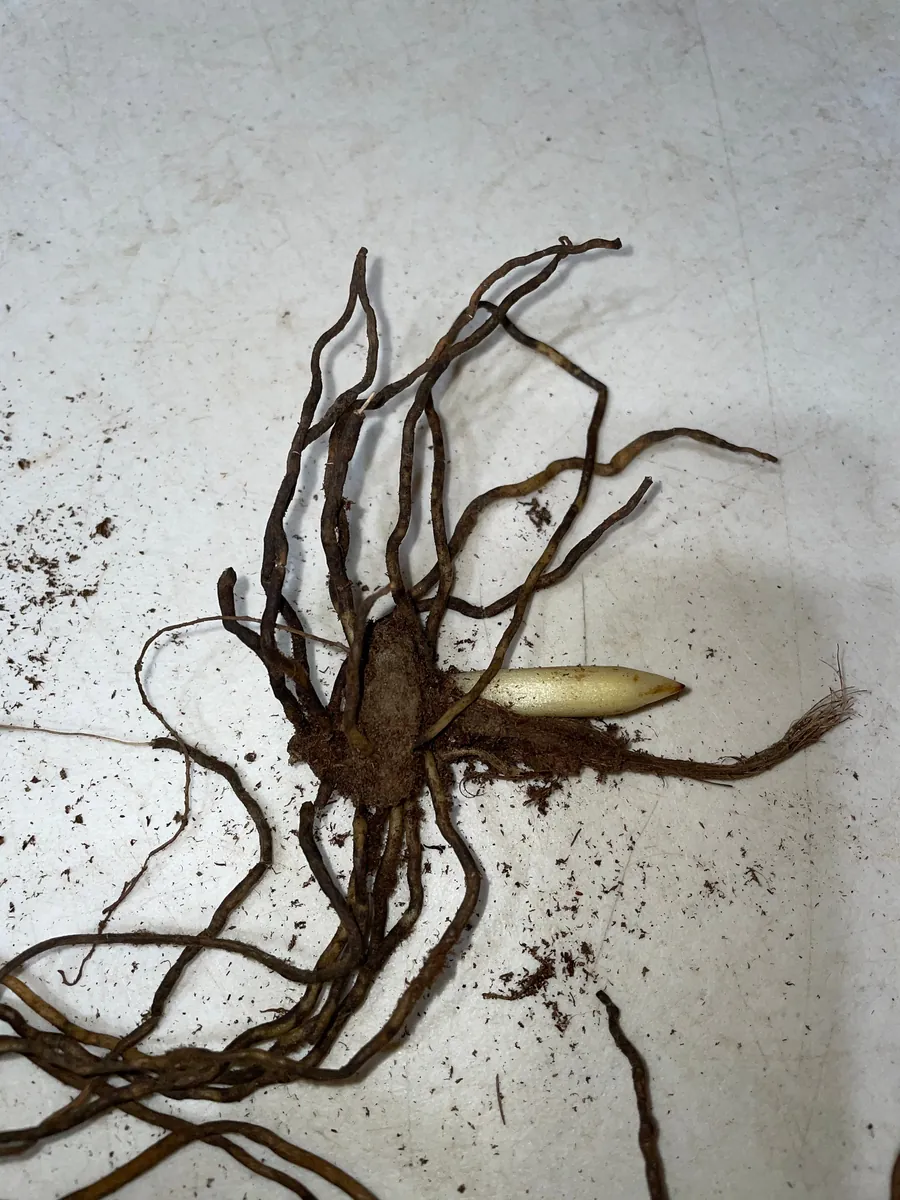 Pink Lady's Slipper Orchid Plant - Cypripedium Acaule Bare Root #1 Blooming Size - Image 5