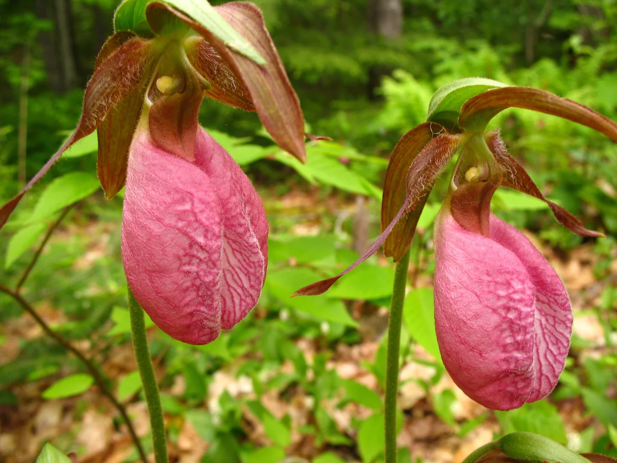 Pink Lady's Slipper Orchid Plant - Cypripedium Acaule Bare Root #1 Blooming Size - Image 1
