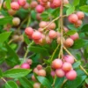 Pink Lemonade Blueberry Live Plant – 4-8" Tall Starter – Sweet Pink Berry Bush - Image 1