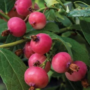 Pink Lemonade Blueberry Live Plant – 4-8
