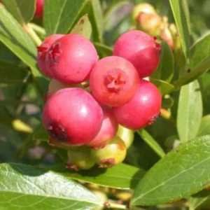 Pink Lemonade Blueberry Live Plant – 4-8