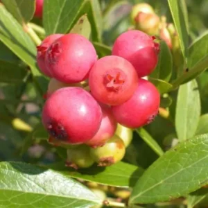 Pink Lemonade Blueberry Live Plant – 4-8