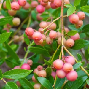 Pink Lemonade Blueberry Live Plant – 4-8