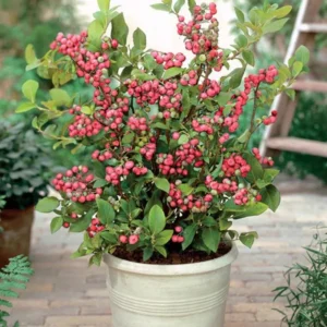 Pink Lemonade Blueberry Live Plant – 4-8