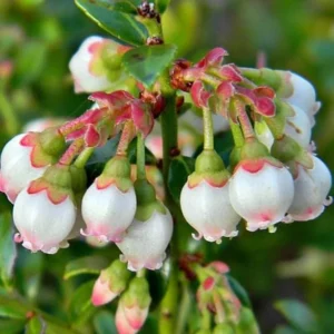 Pink Lemonade Blueberry Live Plant – 4-8