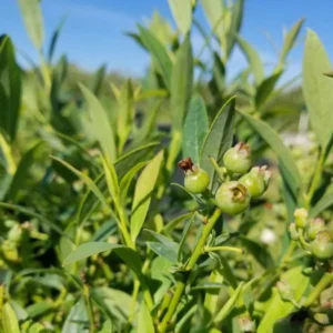 Pink Lemonade Blueberry Live Plant – 4-8