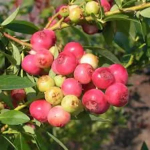Pink Lemonade Blueberry Live Plant - Edible Fruit, Rabbiteye Shrub - Image 4